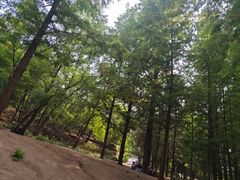 -白水寺森林公园