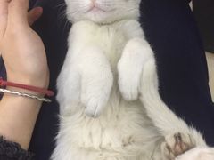 -袖虎宠物·金渐层缅因猫舍(灵芝店)