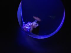 -大连圣亚海洋世界