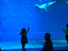 -芜湖新华联大白鲸海洋公园
