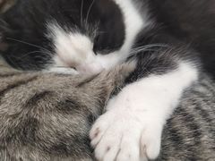 -喵屿·大理花园猫咖