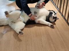 -Husky Go! 哈士奇体验馆·宠物咖啡厅狗咖