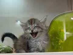 -青奢宠物·青奢猫舍