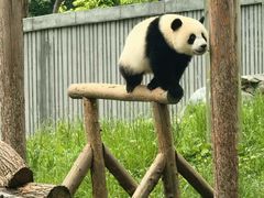 -卧龙中华大熊猫苑神树坪基地