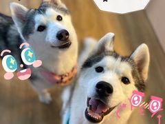 -Husky Go! 哈士奇体验馆·宠物咖啡厅狗咖