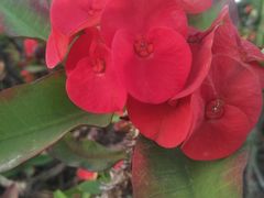 -松山湖梦幻百花洲