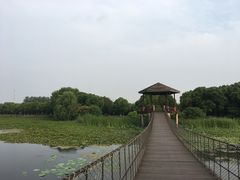 -荷塘月色湿地公园·向阳花洲