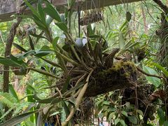 -中国科学院西双版纳热带植物园