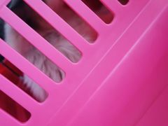 -瑞鹏宠物医院·骨科·猫科·内科(第一中心)
