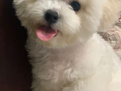 -瑞派名望24h动物医院异宠专科·猫专科·骨科·重症监护分院