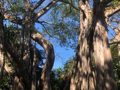 -瑞丽独树成林风景区