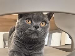 -有喵·猫咖·狗咖·40+猫狗有小奶狗(岗厦店)