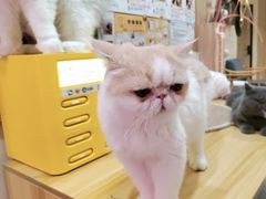 -滚猫咖啡·猫咖·猫友好撸猫(未来城店)
