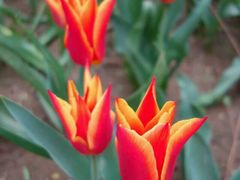 android_upload_pic-洛阳郁金香牡丹园