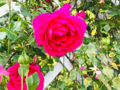 -昆山城市生态森林公园