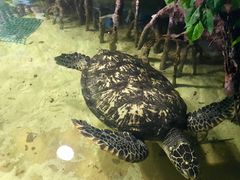 -苏州海洋馆
