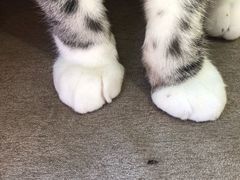 -猫和宫(六道口店)