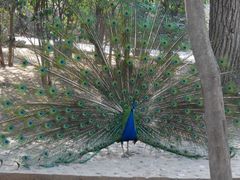 android_upload_pic-西安秦岭野生动物园