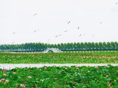 -呼兰河口湿地公园