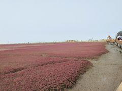-红海滩国家风景廊道