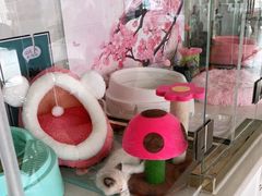 -糯米喵星人总部直营旗舰店·猫舍·幼猫出售