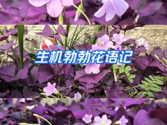 -龙头寺公园