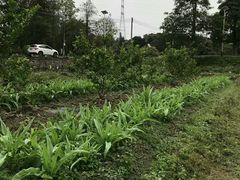 -荔枝红五号农庄