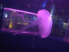 -重庆欢乐海底世界