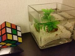 android_upload_pic-桔子酒店(上海西藏北路地铁站店)