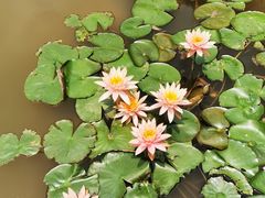 -云溪植物园