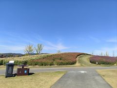 -径山花海
