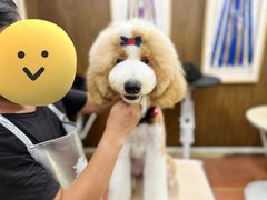 -鑫艺宠物美容培训学校