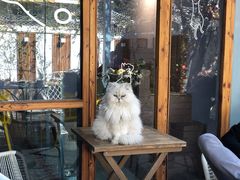 -喵屿·大理花园猫咖