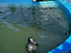 -北戴河圣蓝海洋公园