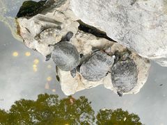 -龙华寺
