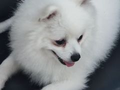 -嘉馨宠物医院·CT影像转诊·心脏科·犬猫全科诊疗中心(下沙大学城院区)