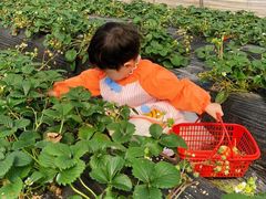 -小鱼草莓采摘园农家乐·小鱼餐厅