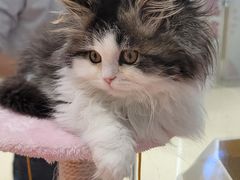 -babydoll猫舍·米努特·德文·缅因(久光中心店)