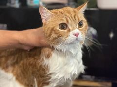 -袖虎猫馆(十亩地店)