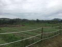 -田园东方蜜桃村的田野营地