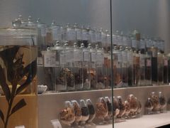 -广东中医药博物馆