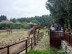 -北京野生动物园