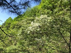 -王顺山国家森林公园