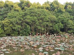 -大湾区中央湿地公园