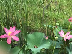 -羊亭河湿地公园