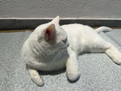 -琪喵猫屋·撸猫猫咖·猫舍
