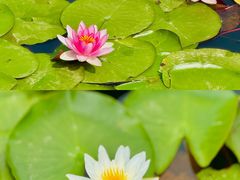 -白鹭湾湿地公园