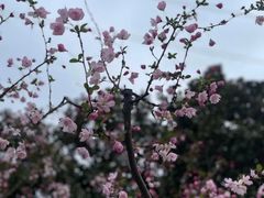 -顾村公园