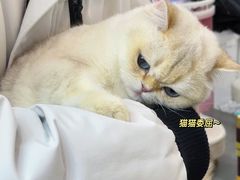 -青奢宠物·青奢猫舍