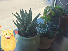 -沪上阿姨·精选茶饮(燕郊富地广场店)